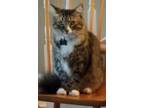 Adopt Hemingway a Gray, Blue or Silver Tabby Polydactyl/Hemingway / Mixed (long
