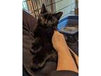 Adopt Naomi a All Black Domestic Shorthair (short coat) cat in Ypsilanti