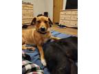 Adopt Harley a Tan/Yellow/Fawn German Shepherd Dog / Mixed dog in Channelview