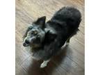 Adopt Jasmine a Tricolor (Tan/Brown & Black & White) Australian Shepherd / Mixed
