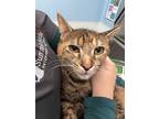 Adopt Corvette a Brown Tabby Domestic Shorthair (short coat) cat in Bear