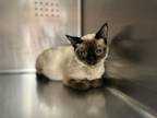 Adopt ASTRID a Siamese