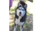 Adopt Vader a Black - with White Husky / Mixed dog in Montgomery, TX (41499453)