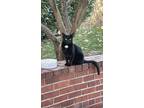 Adopt Kenny a Black & White or Tuxedo American Shorthair / Mixed (short coat)