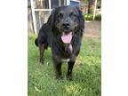 Adopt Maggie a Black - with Brown, Red, Golden, Orange or Chestnut Border Collie