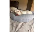 Adopt Leo a White Chow Chow / Beagle / Mixed dog in Lagrange, KY (41499634)