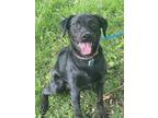 Adopt Serby a Black Labrador Retriever / Mixed dog in Ypsilanti, MI (41499612)