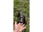 Adopt Harmony a Black - with White Labrador Retriever / Australian Shepherd /