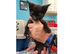 Adopt Pine a Domestic Shorthair / Mixed (short coat) cat in Maumelle