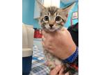 Adopt Parkin a Domestic Shorthair / Mixed (short coat) cat in Maumelle