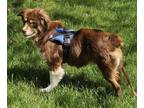 Adopt Jesse a Red/Golden/Orange/Chestnut - with White Australian Shepherd /