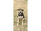 Adopt Oakley a Black - with Tan, Yellow or Fawn Labrador Retriever / German