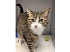 Adopt Pearl a Brown Tabby Domestic Shorthair (short coat) cat in Bear