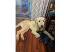 Adopt Roger a Tan/Yellow/Fawn Poodle (Standard) / Mixed dog in Ogden