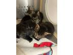 Adopt f-5378 a American Shorthair / Mixed (short coat) cat in Glen Rose