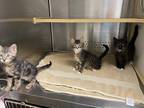 Adopt f-5377 a American Shorthair / Mixed (short coat) cat in Glen Rose
