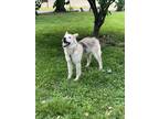 Adopt Daisy a Black - with Tan, Yellow or Fawn German Shepherd Dog / Great