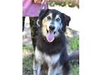 Adopt Ying Yang a Black - with White Husky / Mixed dog in Montgomery