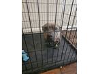 Adopt Rayne Allen a Brindle - with White Corgi / Mixed dog in Humble