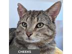 Adopt Cheeks a Brown Tabby Domestic Shorthair (short coat) cat in Etobicoke