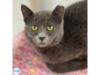 Adopt Rosie a Gray or Blue Domestic Shorthair (short coat) cat in Faribault