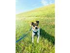 Adopt Arnold a Tan/Yellow/Fawn - with White Jack Russell Terrier / Rat Terrier /