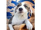 Adopt Bandit a Mountain Cur / Australian Cattle Dog / Mixed dog in El Dorado