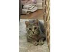 Adopt Ella a Gray, Blue or Silver Tabby Domestic Shorthair / Mixed cat in