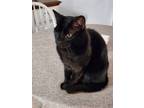 Adopt Mr. Mets and Sampson a All Black Domestic Mediumhair / Mixed (medium coat)