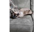 Adopt Zion a Gray or Blue (Mostly) Siamese / Mixed (short coat) cat in Hinckley