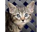 Adopt Miss Bacon a Domestic Shorthair / Mixed cat in Fort Davis, TX (41499303)
