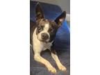 Adopt Bishop a Brindle - with White Boston Terrier / Mixed dog in Jesup