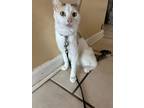 Adopt Cheese a Calico or Dilute Calico Calico (short coat) cat in Brighton