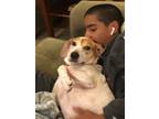 Adopt Molly a White - with Brown or Chocolate Beagle / Terrier (Unknown Type
