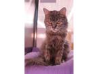 Adopt Portia a Gray, Blue or Silver Tabby Domestic Longhair / Mixed cat in
