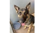 Adopt Riot a Black - with Brown, Red, Golden, Orange or Chestnut German Shepherd