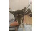 Adopt Two socks a Black - with White Husky / Mixed dog in Tacoma, WA (41499272)