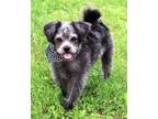 Adopt BEEBOP a Gray/Blue/Silver/Salt & Pepper Poodle (Miniature) / Pug / Mixed