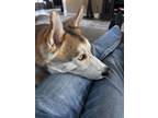 Adopt Ghost a White - with Tan, Yellow or Fawn Husky / Mixed dog in Friendswood