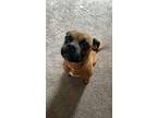 Adopt Delilah a Brown/Chocolate Boxer / Mixed dog in Irving, TX (41499215)