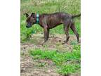 Adopt Barbie a Brindle Terrier (Unknown Type, Medium) / Mixed dog in Lexington