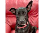 Adopt Baileys a Labrador Retriever / Border Collie / Mixed dog in Bloomfield