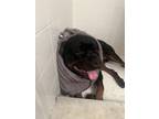 Adopt Alpha a Black - with Brown, Red, Golden, Orange or Chestnut Rottweiler /