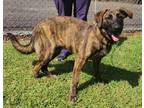 Adopt Ellie Mae a Brindle Dutch Shepherd / Labrador Retriever / Mixed dog in