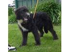 Adopt Travis a Black - with White Golden Retriever / Poodle (Standard) / Mixed