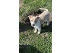 Adopt Millie a Tan/Yellow/Fawn - with White Australian Shepherd / Australian