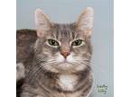 Adopt Lady Lily a Domestic Shorthair / Mixed cat in Hot Springs Village