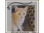 Adopt Cheddar - Lover Boy a Orange or Red Tabby Domestic Shorthair (short coat)