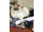 Adopt Paloma a White (Mostly) Calico / Mixed (short coat) cat in Santa Fe