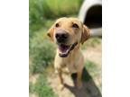 Adopt Poppy a Labrador Retriever / Mixed Breed (Medium) / Mixed dog in Newberg